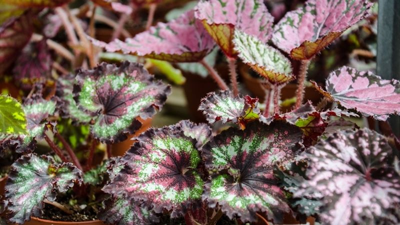 thu hải đường lông Cây thu hải đường lá lông