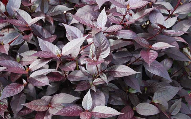 cây mắt hươu Cây mắt nai