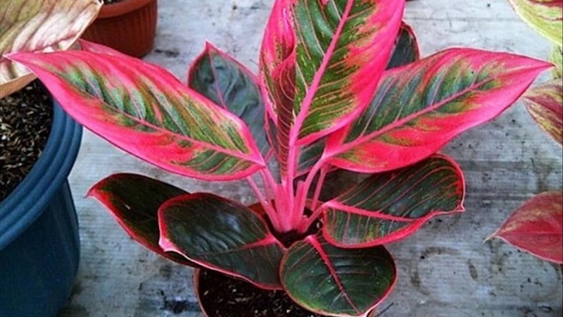 cây tiền Cây phú quý