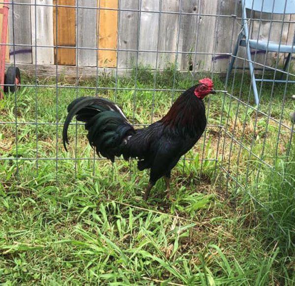 TOP các dòng gà đá cựa sắt đang được dùng thi đấu tại Việt Nam, Campuchia, Philippines