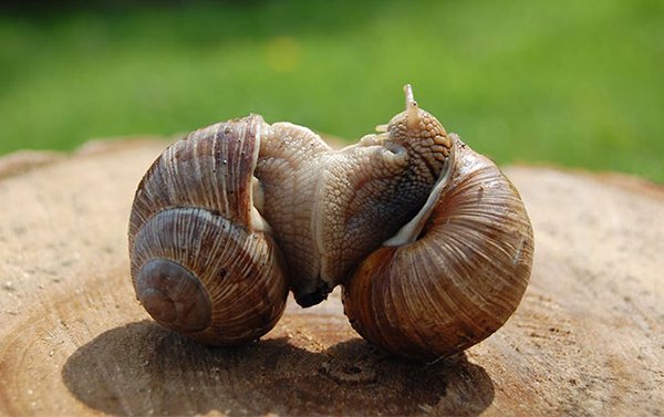 Nằm mơ thấy ốc báo điềm gì? Mơ thấy ốc đánh lô đề con gì?