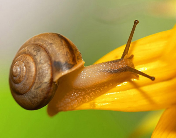 Đặt Tên Cho Con: Nằm mơ thấy ốc sên là điềm lành hay xấu