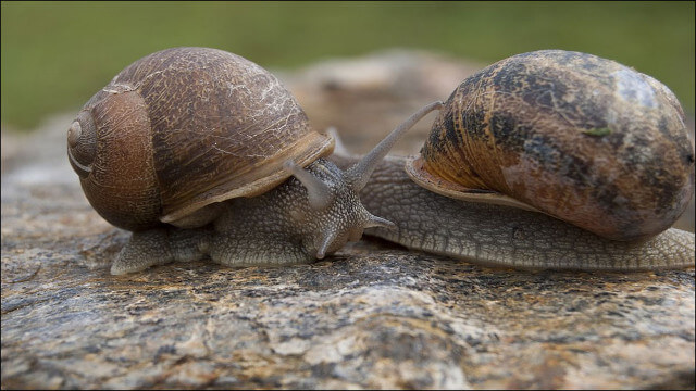 Mơ Thấy Ốc Đánh Con Gì? Luận Giải Điềm Báo Và Ý Nghĩa Giấc Mơ