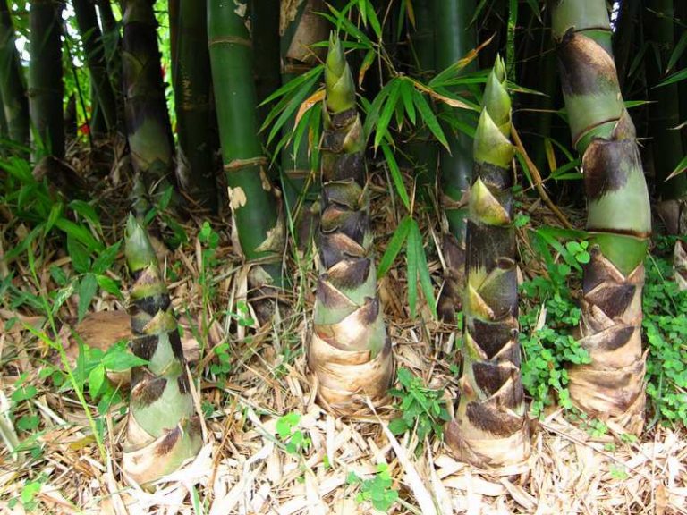 Mơ thấy măng tre, măng luồng đánh con gì? là điềm báo gì