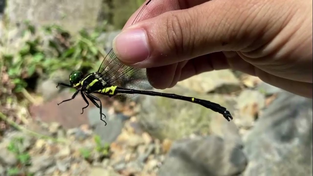 cách bắt chuồn chuồn - YouTube