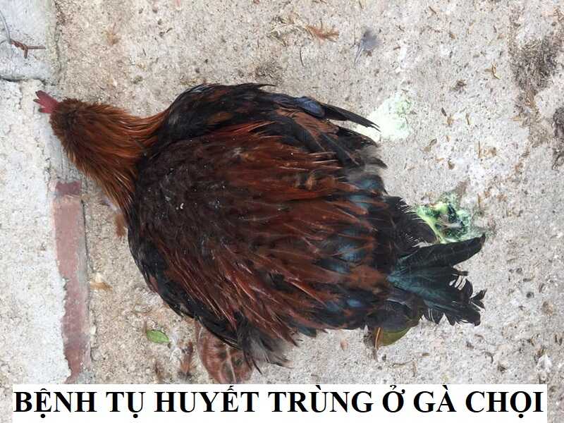 Bệnh tụ huyết trùng ở gà chọi: nguyên nhân và cách điều trị - Thế giới chọi gà