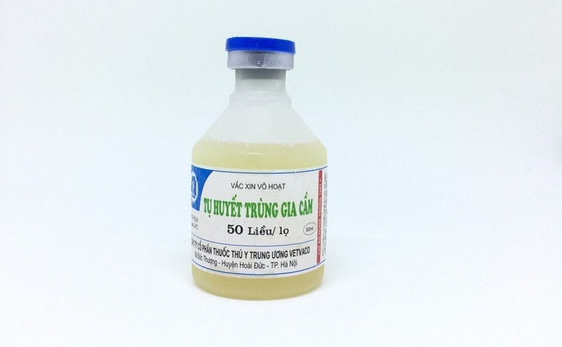 Bệnh tụ huyết trùng ở gà chọi: nguyên nhân và cách điều trị - Thế giới chọi gà