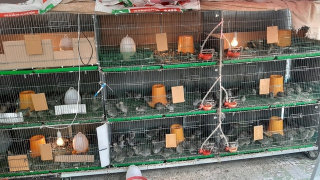 Ấn tượng với những trang trại nuôi cá, thả gà, trồng rau trên sân thượng