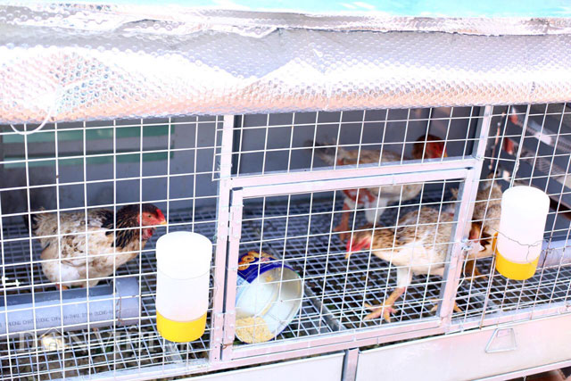 Tổng hợp 95+ hình về mô hình nuôi gà trên sân thượng - NEC