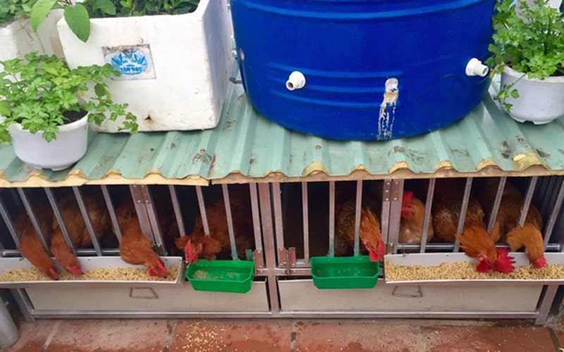 Đừng vội nuôi gà trên sân thượng nếu chưa đọc bài chia sẻ toàn tập này