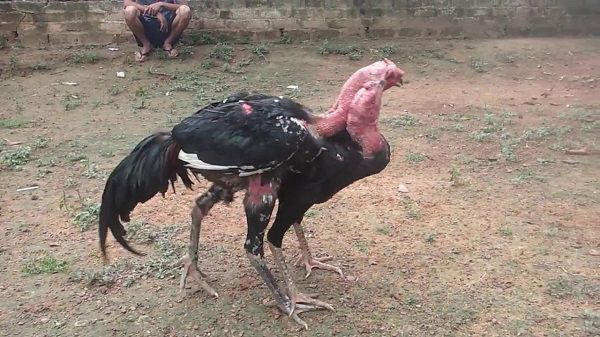 3 Loại Gà Chọi Và 7 Phẩm Chất Cần Thiết Của Gà Chọi - Nuôi Gà Chọi