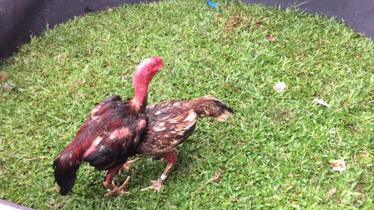 3 Loại Gà Chọi Và 7 Phẩm Chất Cần Thiết Của Gà Chọi - Nuôi Gà Chọi