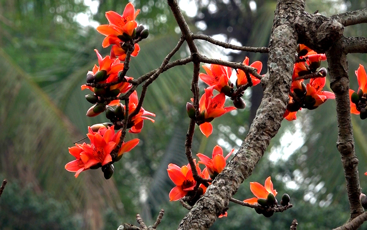 Rực đỏ hoa gạo góc sân chùa Thầy | baotintuc.vn