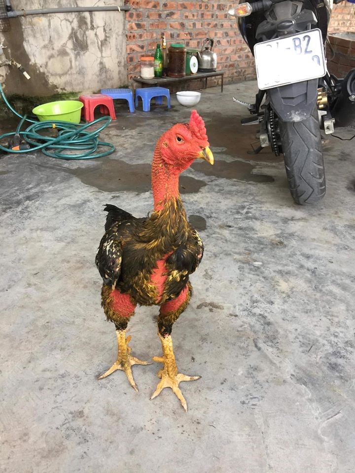 Mơ lùn Hải dương - Hungkevienxu Farm