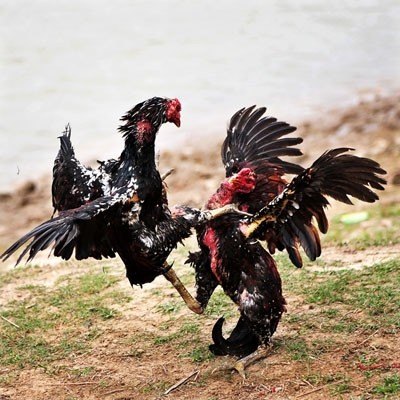Gà chọi Thổ Hà
