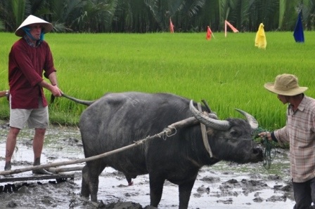 Du Khách Miền Tây Thích thú Du Lịch Cày Trồng Ở Hội An | Tạp chí Dân Trí
