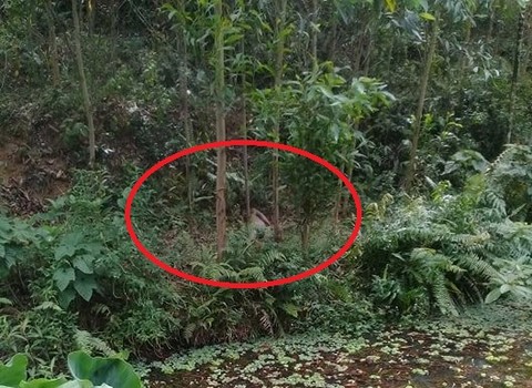 Tôi tìm thấy 2 người chết trong rừng
