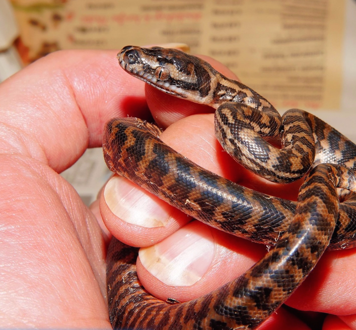 Nằm mơ thấy trăn có ý nghĩa gì? Tôi nên đặt cược vào con số nào?