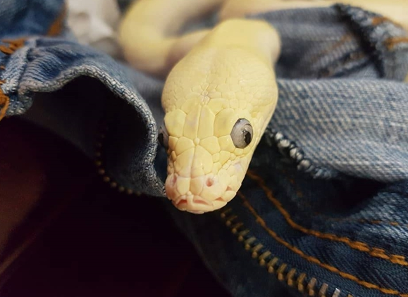 Nằm mơ thấy trăn có ý nghĩa gì? Tôi nên đặt cược vào con số nào?