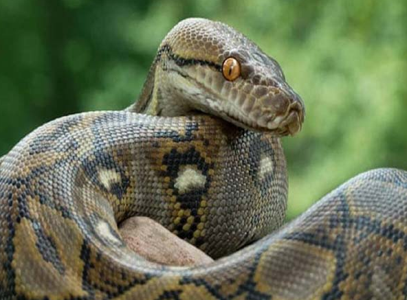 Nằm mơ thấy trăn có ý nghĩa gì? Tôi nên đặt cược vào con số nào?