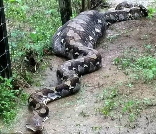 Nằm mơ thấy trăn có ý nghĩa gì? Tôi nên đặt cược vào con số nào?