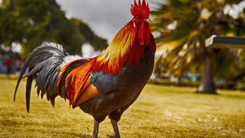 Top 13 Bài văn tả con gà trống hay nhất - toplist.vn