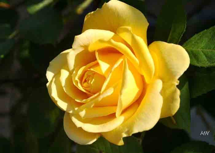 Chiêm bao mơ thấy hoa hồng đỏ lý giải hiện tượng gì trong tương lai?