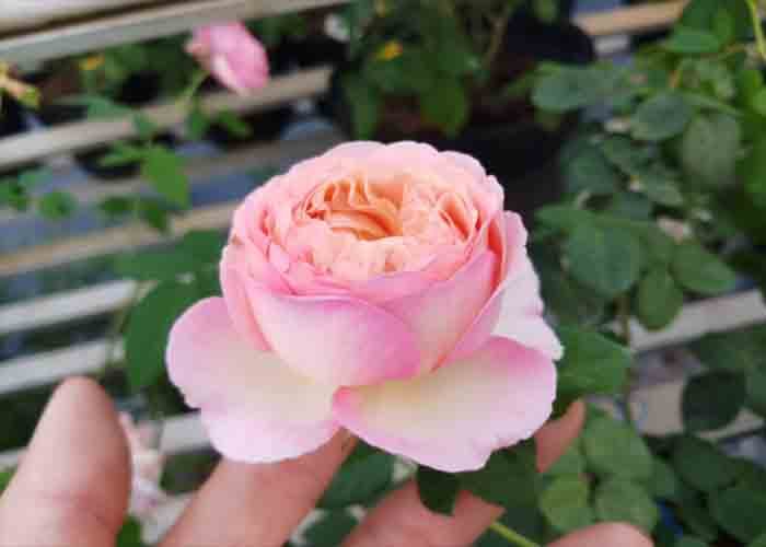 Chiêm bao mơ thấy hoa hồng đỏ lý giải hiện tượng gì trong tương lai?