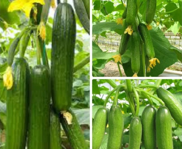 Thu hoạch dưa leo